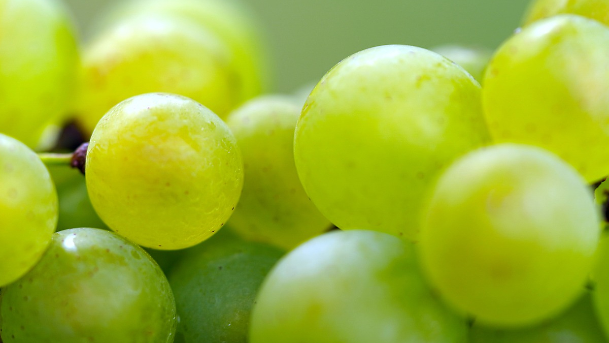 Inflan los precios de las uvas para la celebración de fin de año